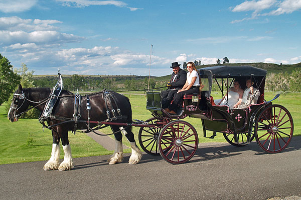 Clydesdales_June_2012_13