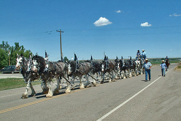 Clydesdales_June_2012_2